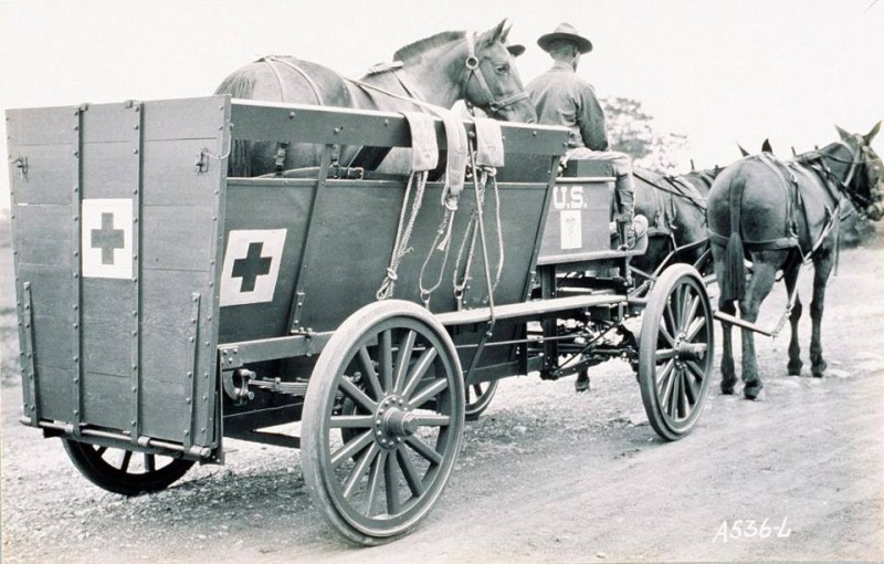Horse in ambulance